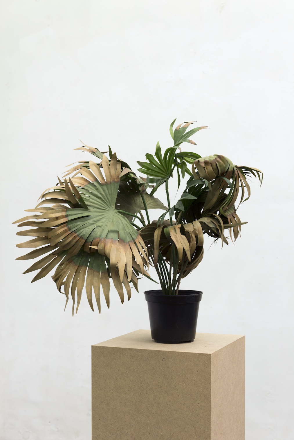  Sara Bjarland website