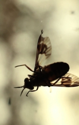  Sara Bjarland website