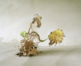  Sara Bjarland website