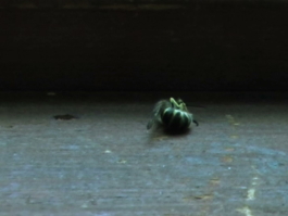  Sara Bjarland website